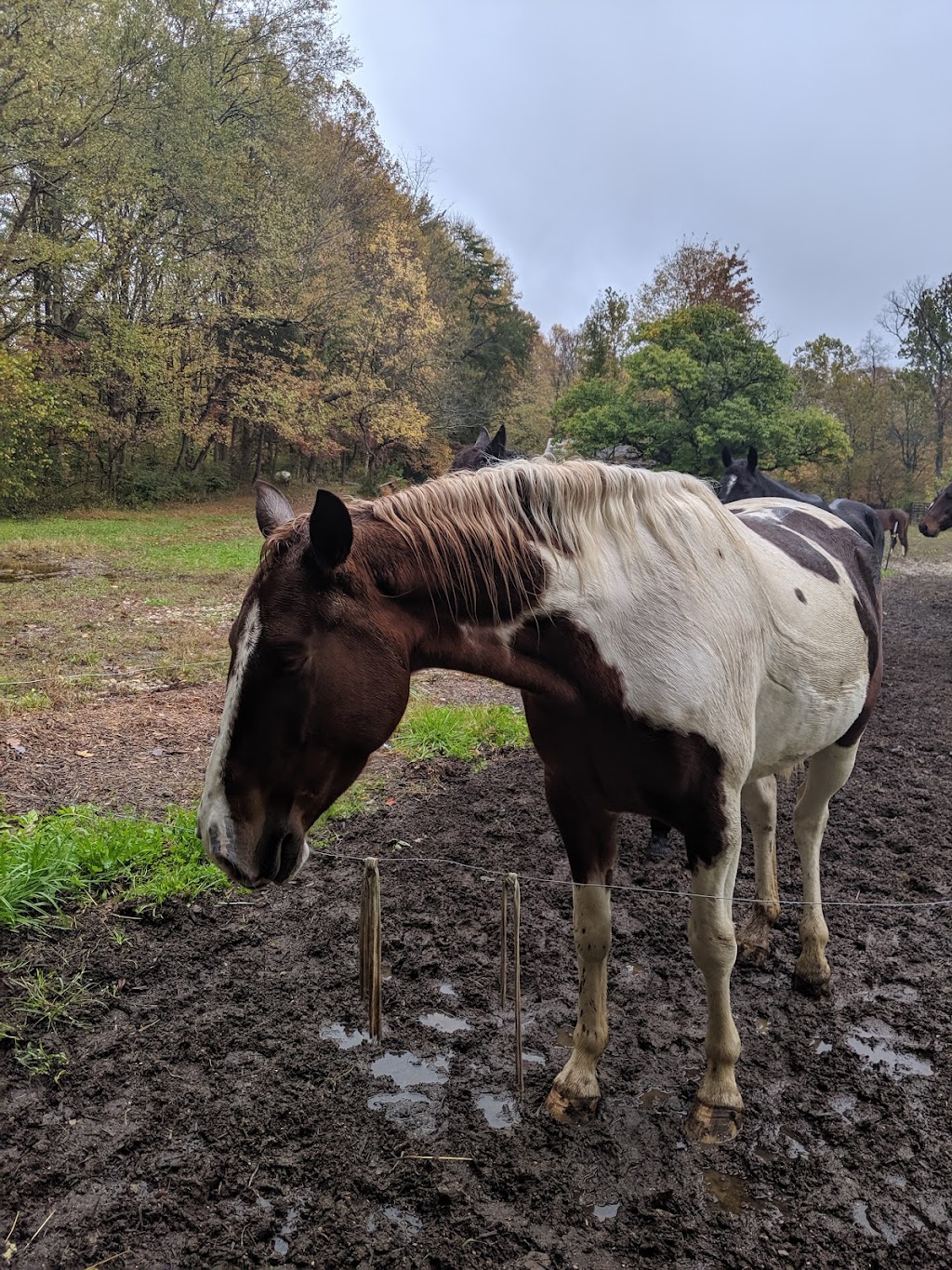 Shangri-La Horse training | 12515 IN-160, New Pekin, IN 47165, USA | Phone: (502) 648-6950