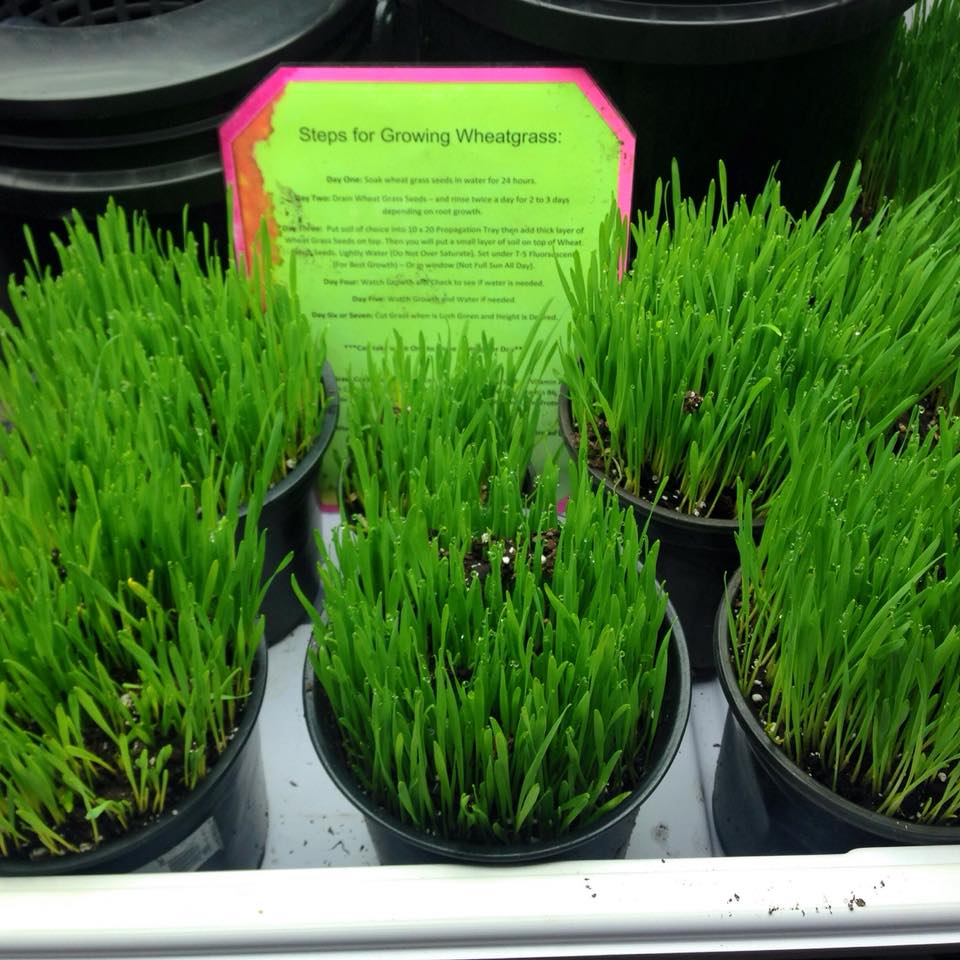 Wicked Green LLC | 16447 US Hwy 41, Spring Hill, FL 34610, USA | Phone: (813) 528-5848