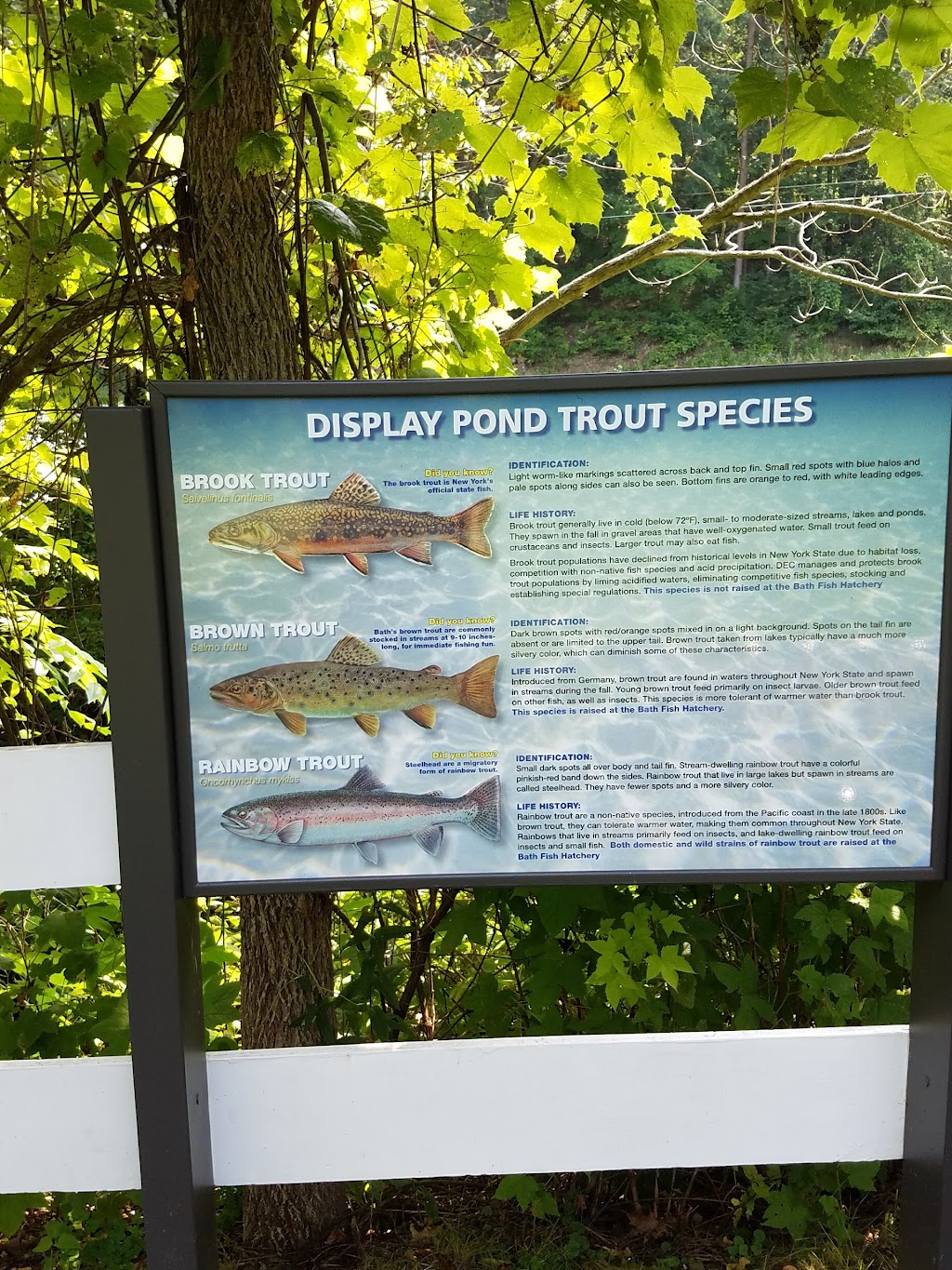 New York State Fish Hatchery | 7169 Fish Hatchery Rd, Bath, NY 14810, USA | Phone: (607) 776-7087