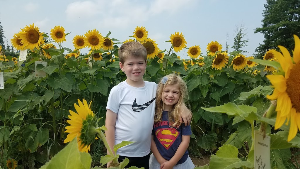 Prayers From Maria Sunflower Field in Avon | Jaycox Rd, Avon, OH 44011, USA | Phone: (216) 727-3511