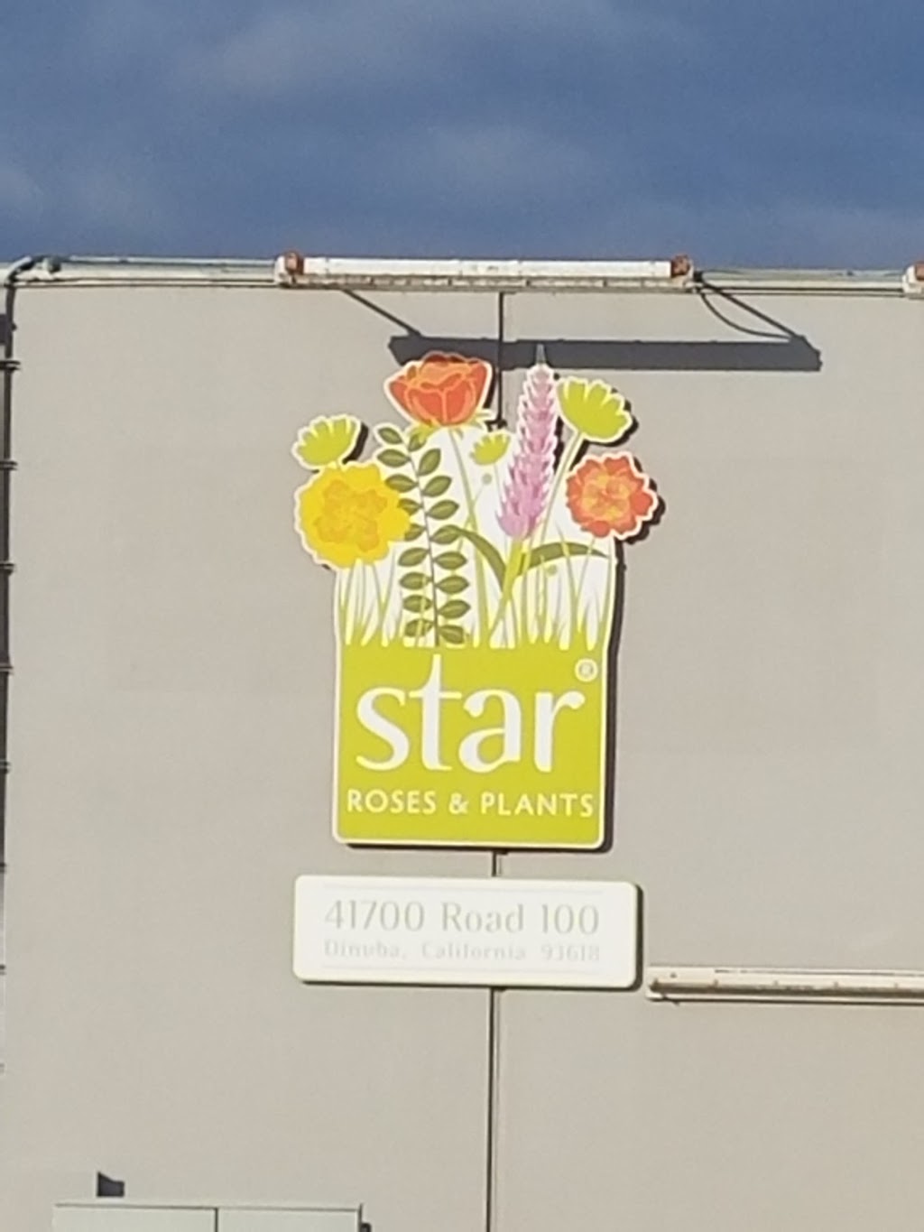 Star Roses & Plants | 41700 Rd 100, Dinuba, CA 93618, USA | Phone: (800) 457-1859