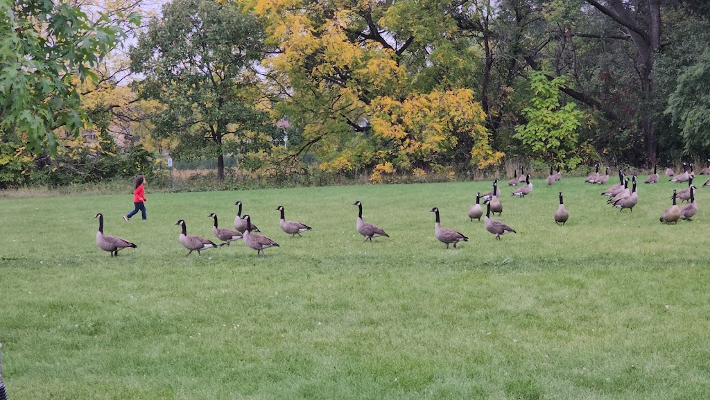 Acewood Park | 1402 Acewood Blvd, Madison, WI 53716, USA | Phone: (608) 266-4711