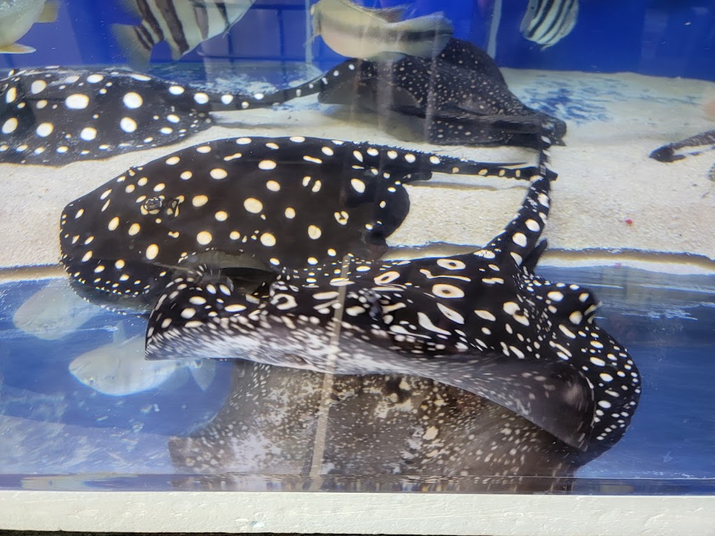 Rays Tank (Exotic Freshwater Fish Store) | 10667 Melody Dr Unit 15, Northglenn, CO 80234, USA | Phone: (720) 536-5119