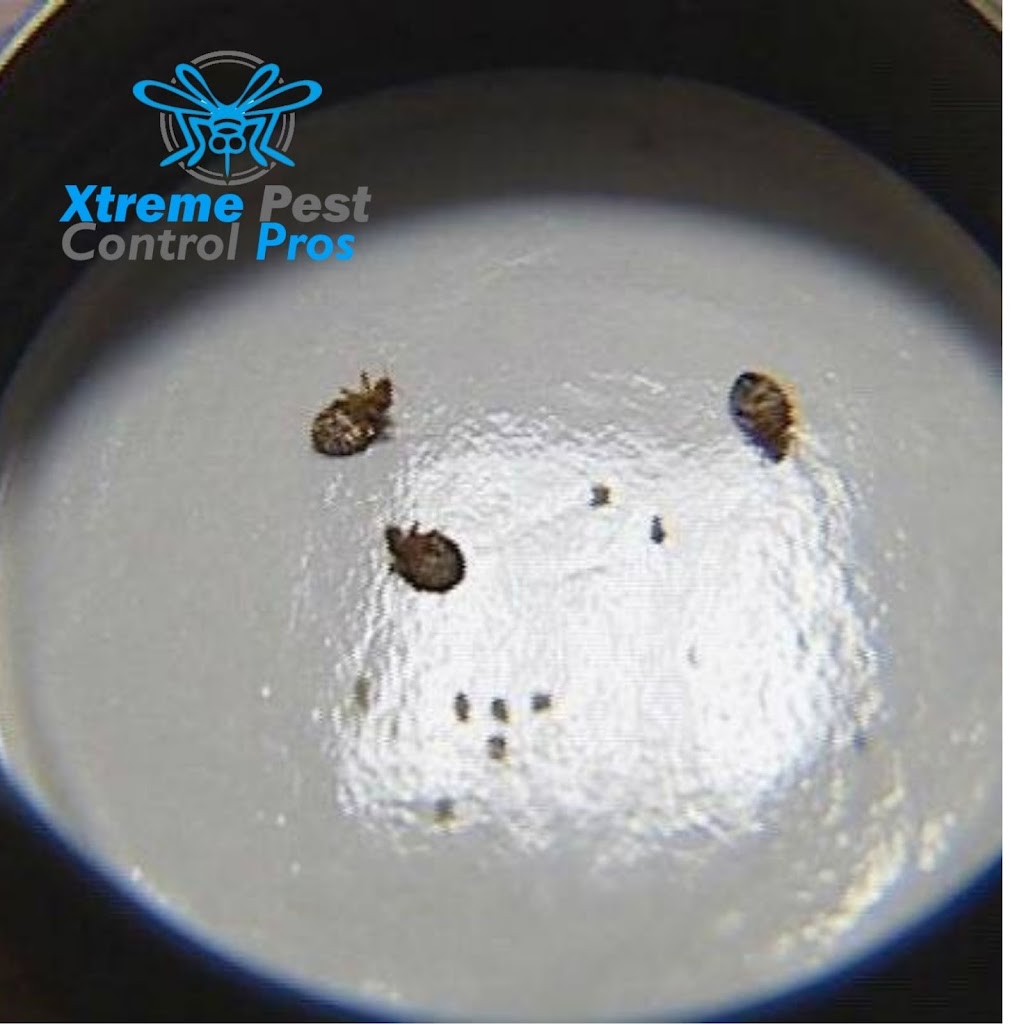 Xtreme Pest Control | 1147 Brookview Cir, Pickerington, OH 43147, USA | Phone: (740) 660-3671