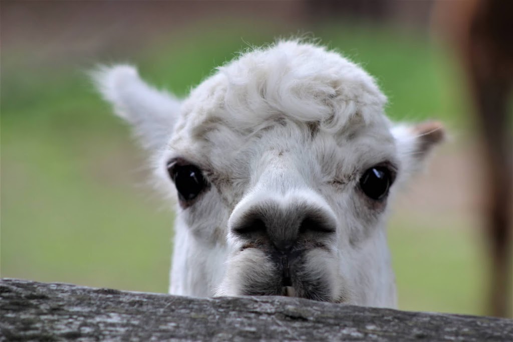 Alpaca Exhibit | 4731 OMalley Rd, Anchorage, AK 99507, USA | Phone: (907) 346-2133