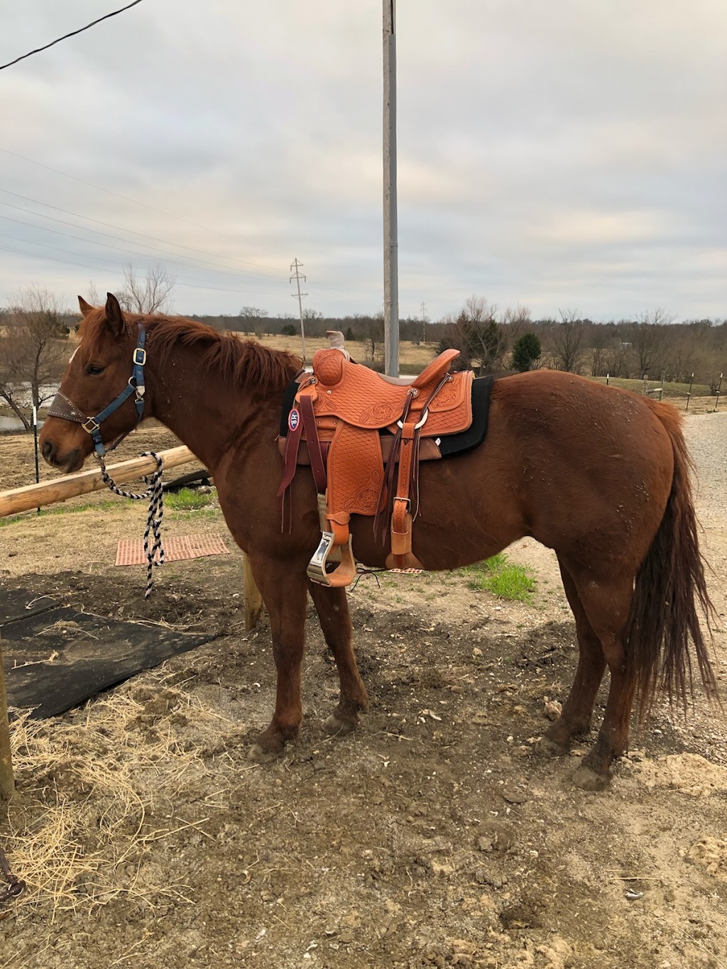 H R Saddles & Tack | 3050 Pvt Rd 5309, Farmersville, TX 75442, USA | Phone: (972) 784-7680
