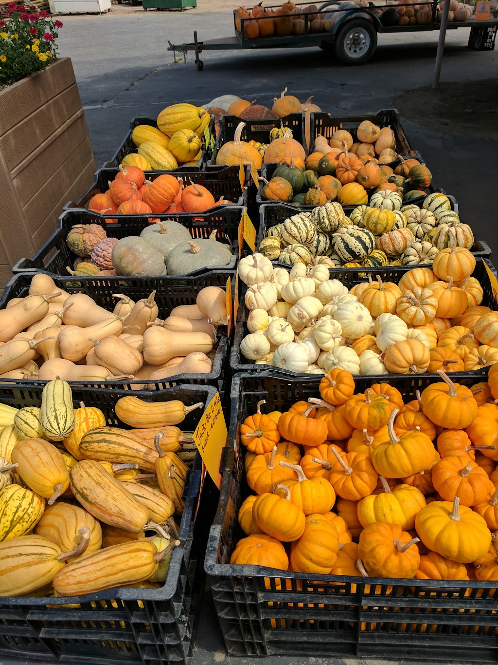 The Vegetable Shop at Chino Farm | 6123 Calzada Del Bosque, Rancho Santa Fe, CA 92091, USA | Phone: (858) 756-3184