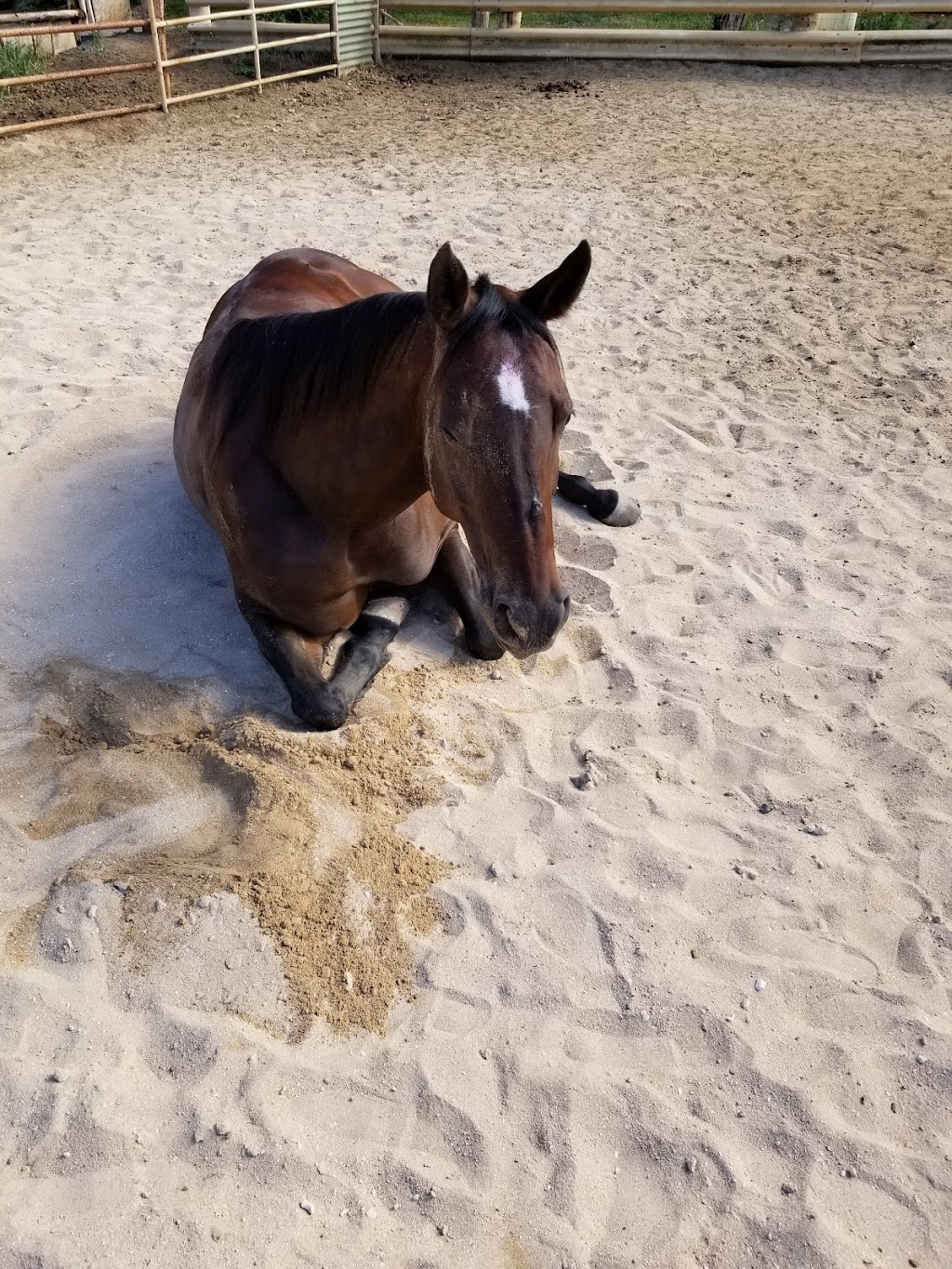 Aloha riding lessons | 41 Kulaiwi St, Waimanalo, HI 96795 | Phone: (808) 367-7316