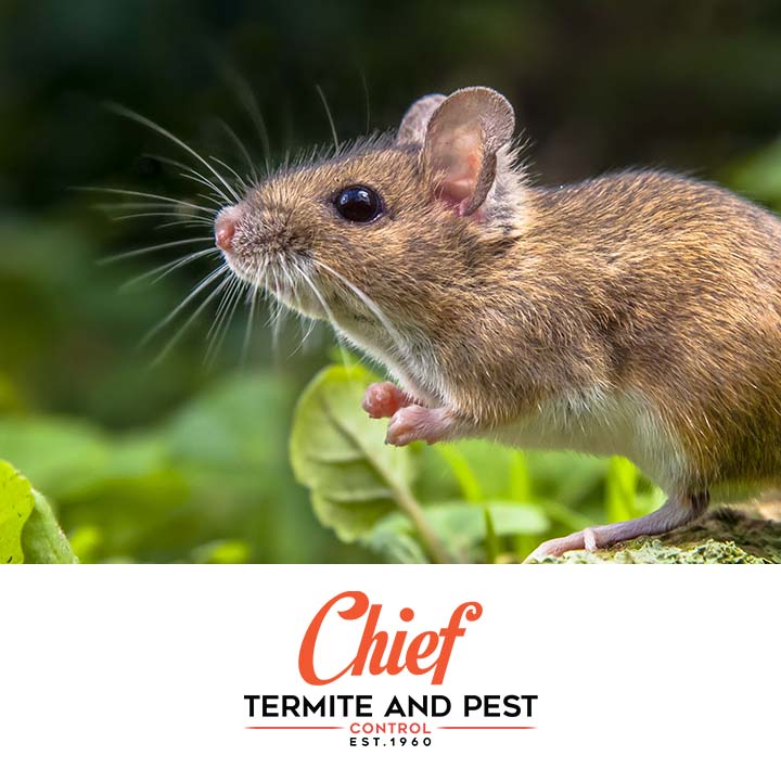 Chief Termite Services Inc | 5291 US Highway 51 N, Memphis, TN 38127, USA | Phone: (901) 358-1418