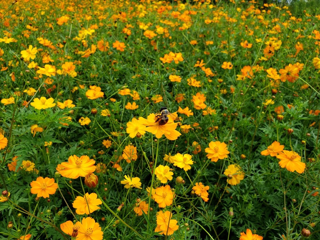 Sunflower Field | Raleigh, NC 27606, USA | Phone: (919) 996-6688