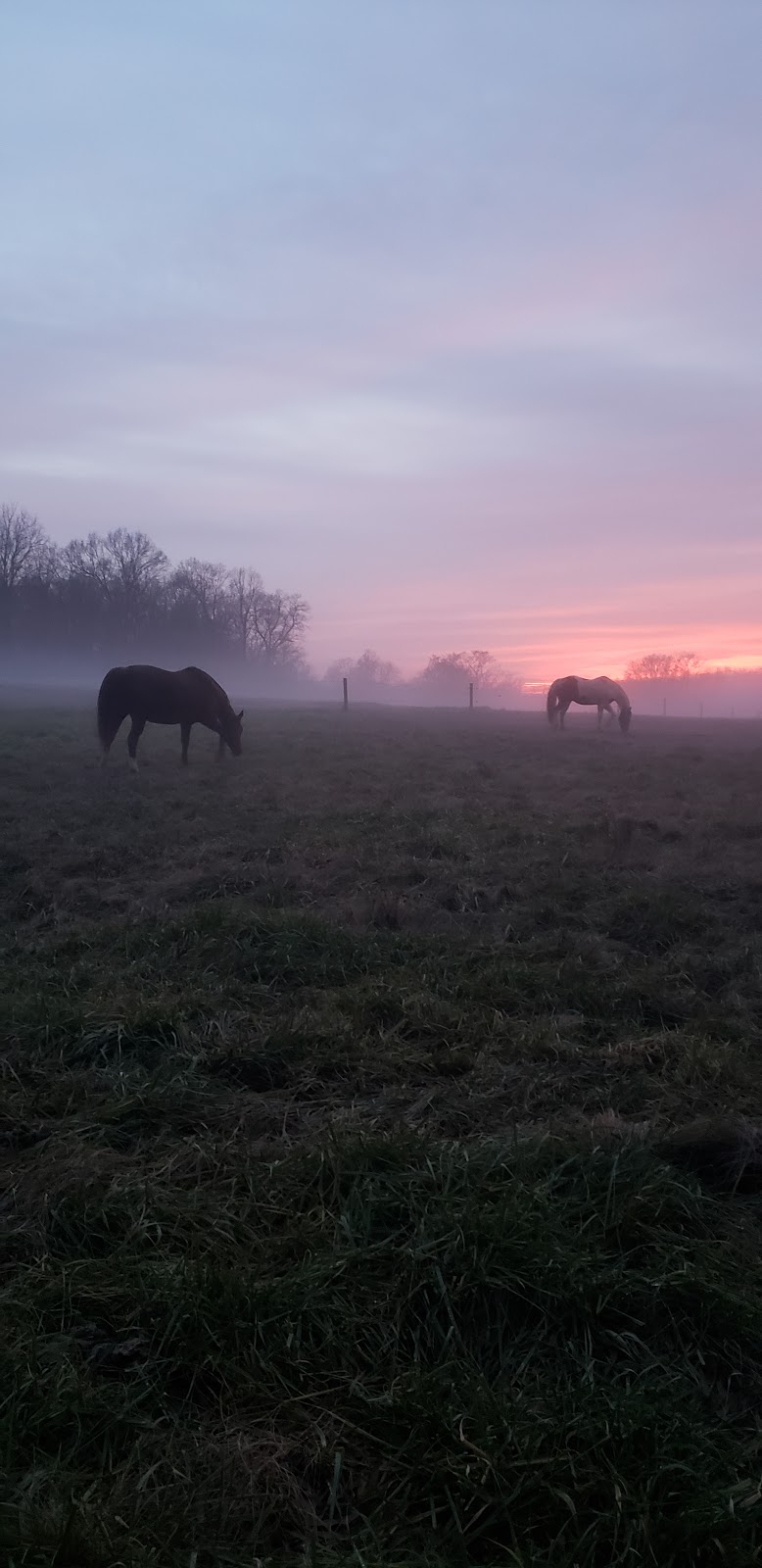 Flying C Farm | 242 Joe Fox Rd, Siler City, NC 27344, USA | Phone: (919) 930-7336 Flying C Farm | 242 Joe Fox Rd, Siler City, NC 27344, USA | Phone: (919) 930-7336