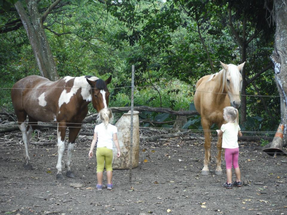 Hearts For Animals Wellness Center | 54-223A Kamehameha Hwy, Hauula, HI 96717, USA | Phone: (808) 293-9283