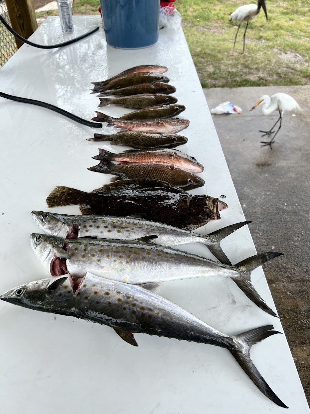 Slay The Bay Fishing Charters Of Tampa Bay | 6332 S Renellie Ct, Tampa, FL 33616, USA | Phone: (813) 770-7634