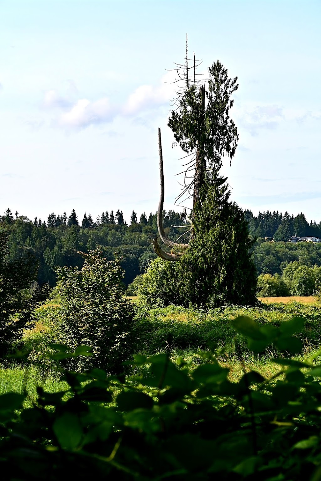 Bob Heirman Wildlife Park at Thomas Eddy | 14913 Connelly Rd, Snohomish, WA 98296, USA | Phone: (425) 388-6600