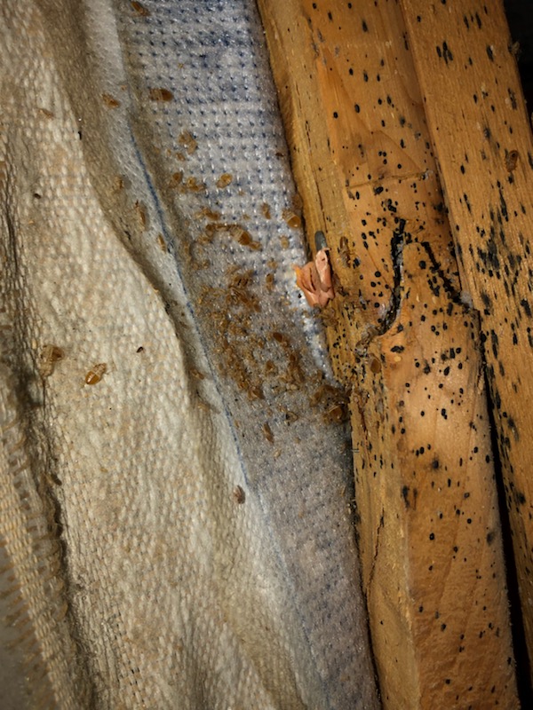 Bed Bugs Arizona | 875 Estrella Pkwy Suite #7706, Goodyear, AZ 85338, USA | Phone: (602) 962-8806