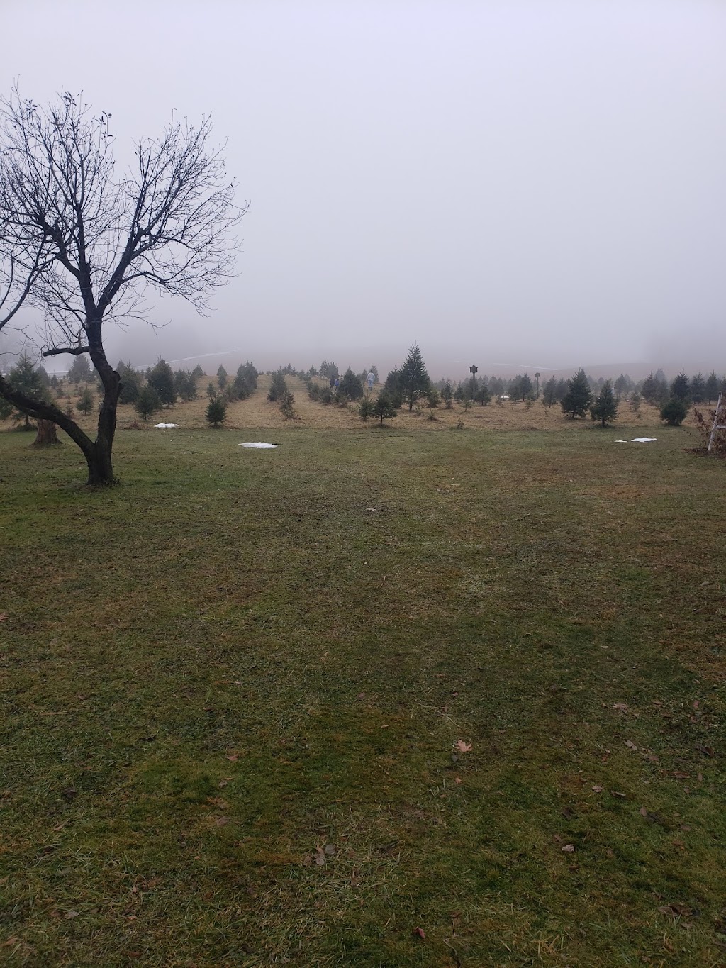 Morins Tree Farm | 635 Groveside Rd, Buskirk, NY 12028, USA | Phone: (518) 275-8501