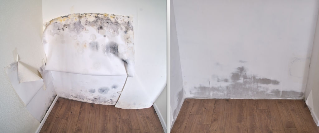 Maven Mold Removal & Remediation Lewisville TX | 2440 S Stemmons Fwy, Lewisville, TX 75067, USA | Phone: (469) 946-7840