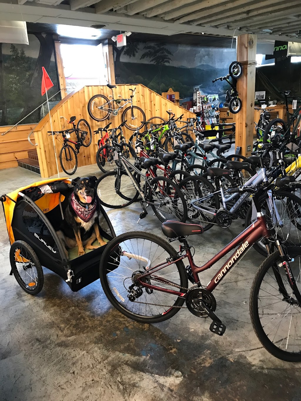 Clarion Bicycle and Outdoor | 12085 E Reidsburg Rd, Clarion, PA 16214, USA | Phone: (814) 297-8079