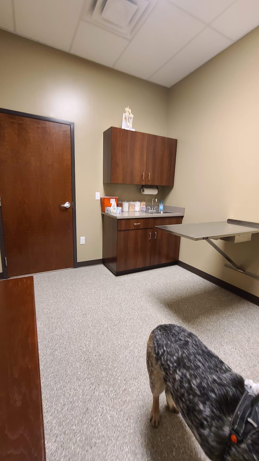 Morgan Pet Clinic | 16937 Audrey St, Omaha, NE 68136, USA | Phone: (402) 895-1001