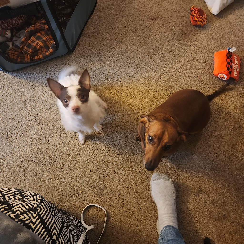 Citrus Veterinary Clinic | 2317 Foothill Blvd, La Verne, CA 91750, USA | Phone: (909) 596-1881