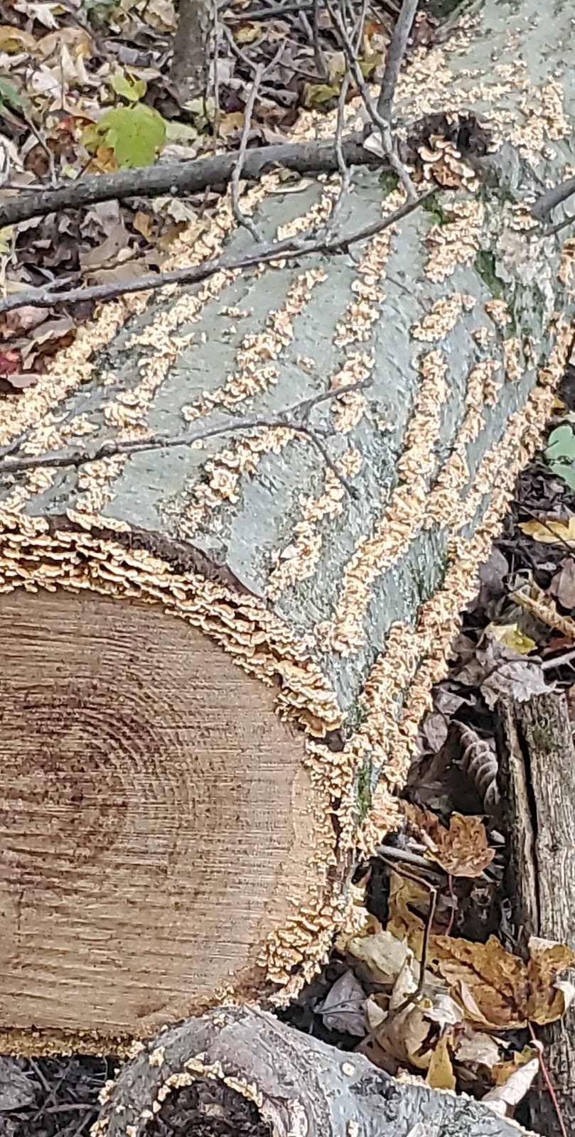 Edison Woods MetroPark | 10186 Ceylon Rd, Berlin Heights, OH 44814, USA | Phone: (419) 625-7783