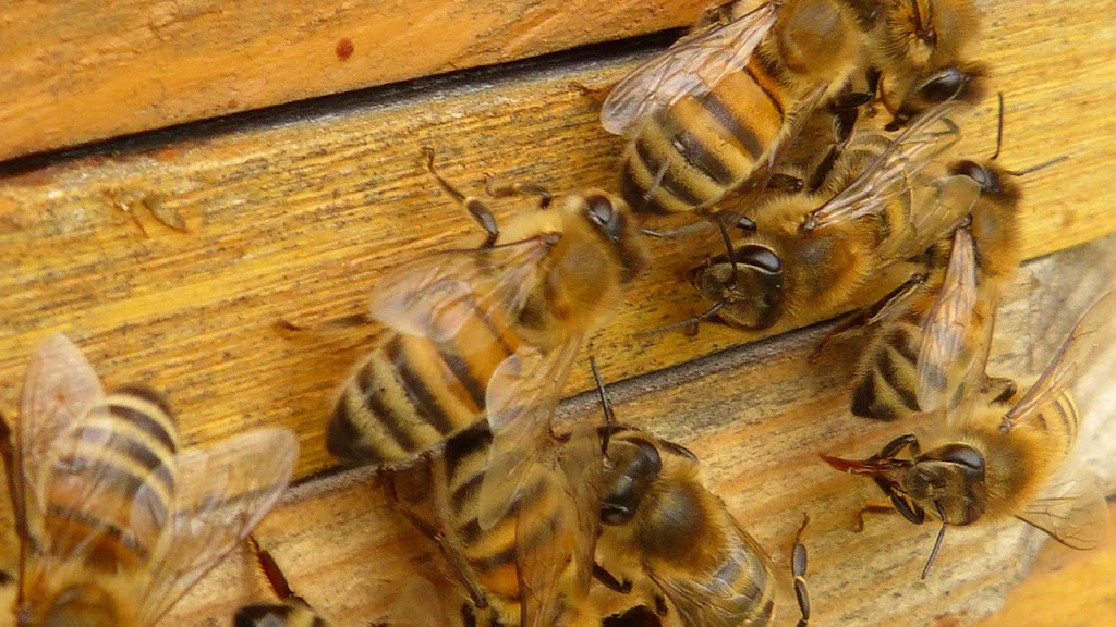 BeeSmart Bee Removal | 26116 Corte Tecolote, Hemet, CA 92544, USA | Phone: (951) 663-6015