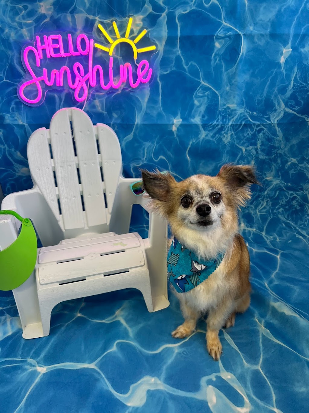 Ohana Dog Spa | 3342 Tyrone Blvd N, St. Petersburg, FL 33710, USA | Phone: (727) 331-3524