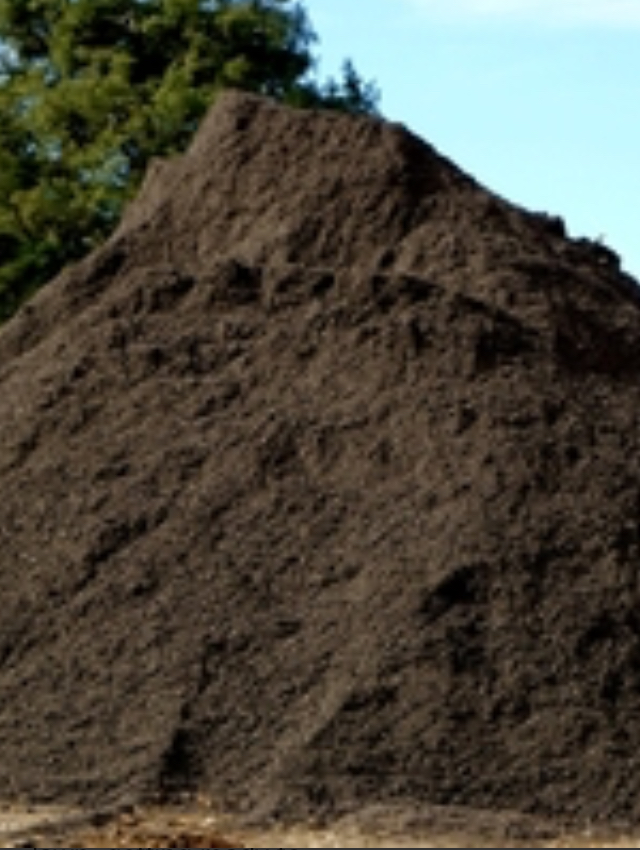 Christmas Tree Nursery Farm | 399 Atlantic Ave, Oceanside, NY 11572, USA | Phone: (516) 543-7240