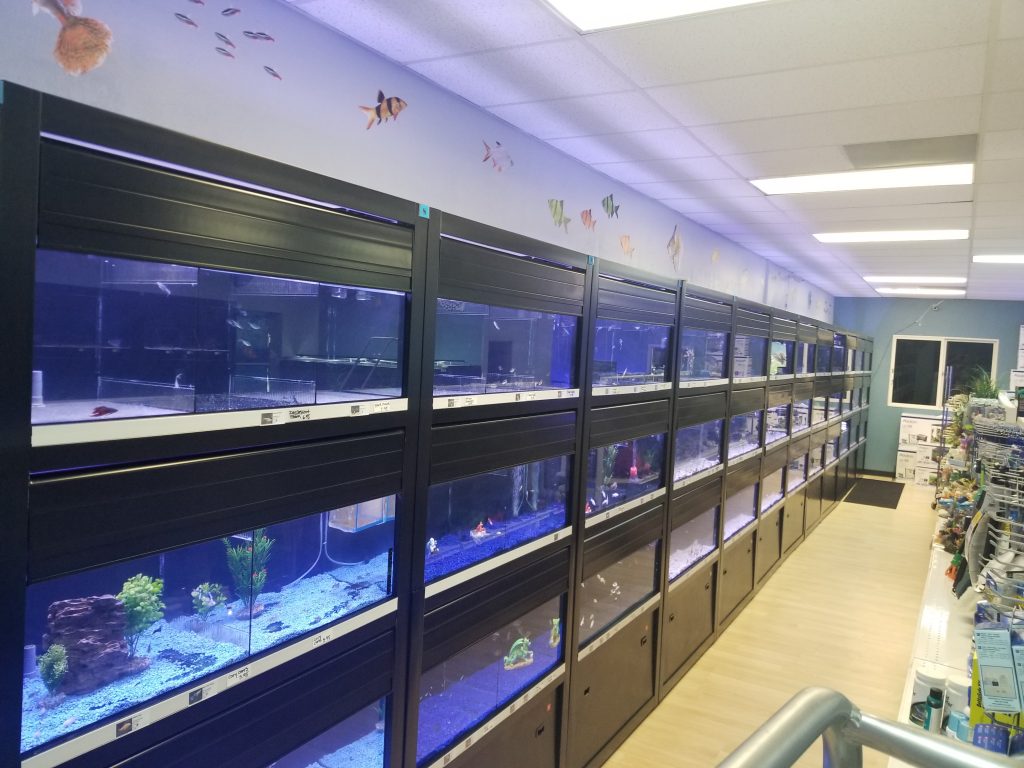 Fish Store | Fish Tanks | Freshwater & Saltwater Fish | 5708 Commerce Blvd, Rohnert Park, CA 94928, United States | Phone: (707) 536-9254