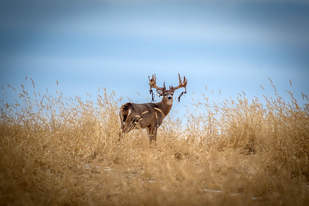 Antler Adventures | 891 Alexander Rd, Roberts, WI 54023, USA | Phone: (715) 293-9434