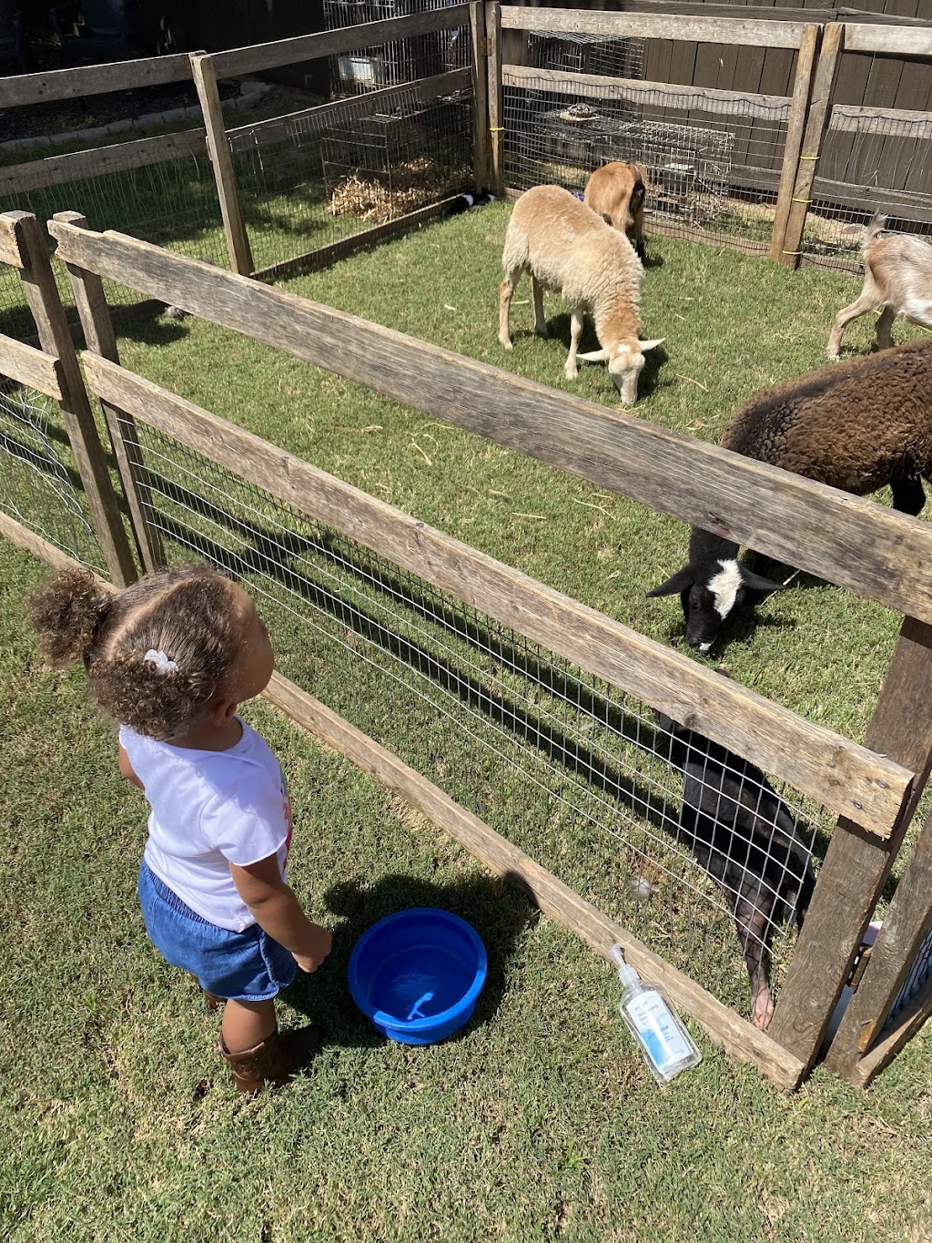 Crickets Mobile Petting Zoo | 3900 Paul Samuel Rd NW, Kennesaw, GA 30152, USA | Phone: (770) 789-1422