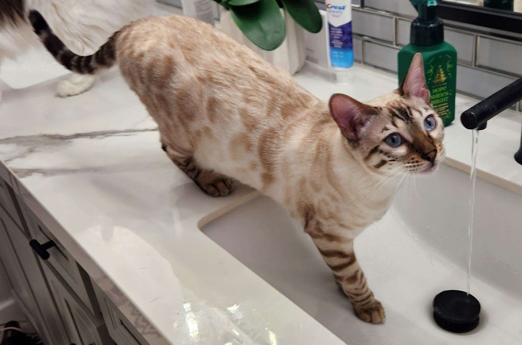 Wilderness Bengal Cats | 3933 161st Ave, Becker, MN 55308, USA | Phone: (612) 360-7147