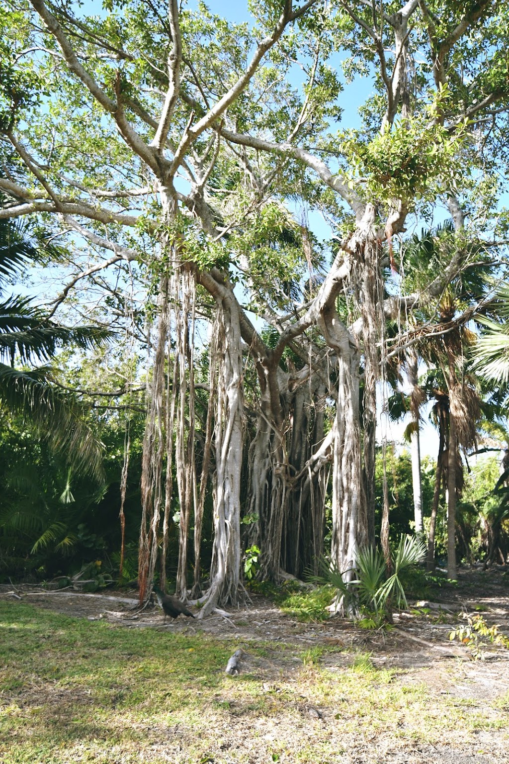 Crandon Park Mahogany Grove Group Picnic Area | Key Biscayne, FL 33149 | Phone: (305) 361-5421