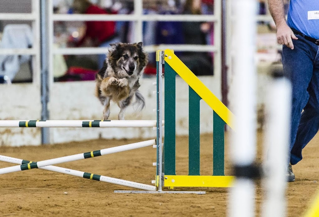 DOGTAG Agility | 141 W 181st St S, Mounds, OK 74047, USA | Phone: (918) 827-5867