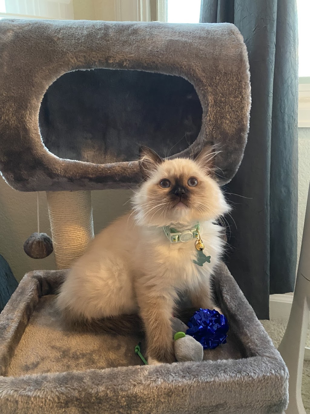 Purr Avida Ragdolls | 4703 S Jasper St, Aurora, CO 80015, USA | Phone: (303) 594-0043