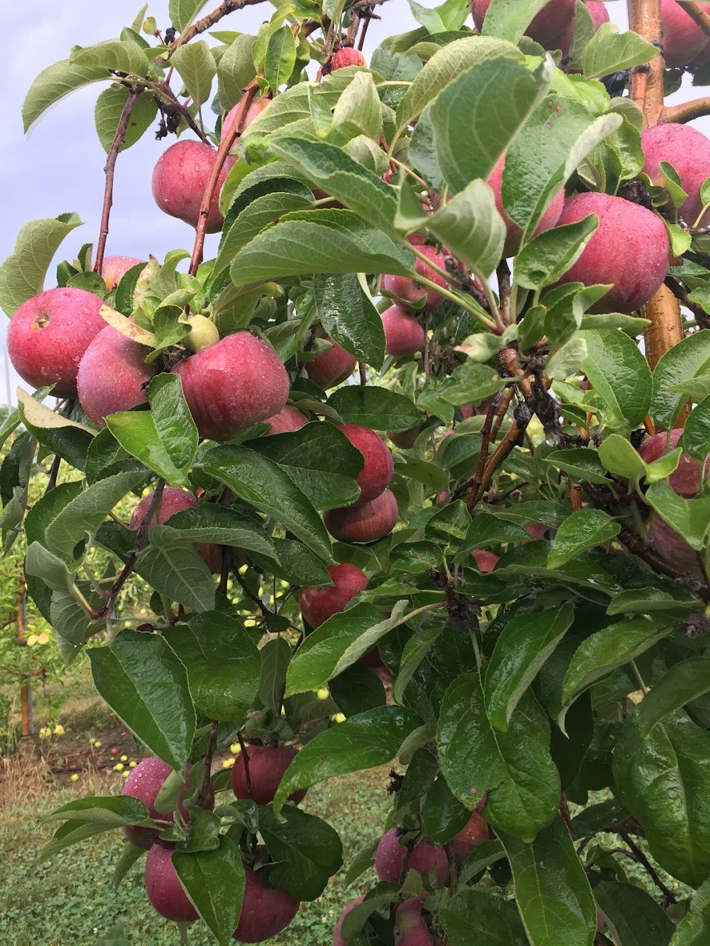 Bauman Orchards Inc | 161 Rittman Ave, Rittman, OH 44270, USA | Phone: (330) 925-6861