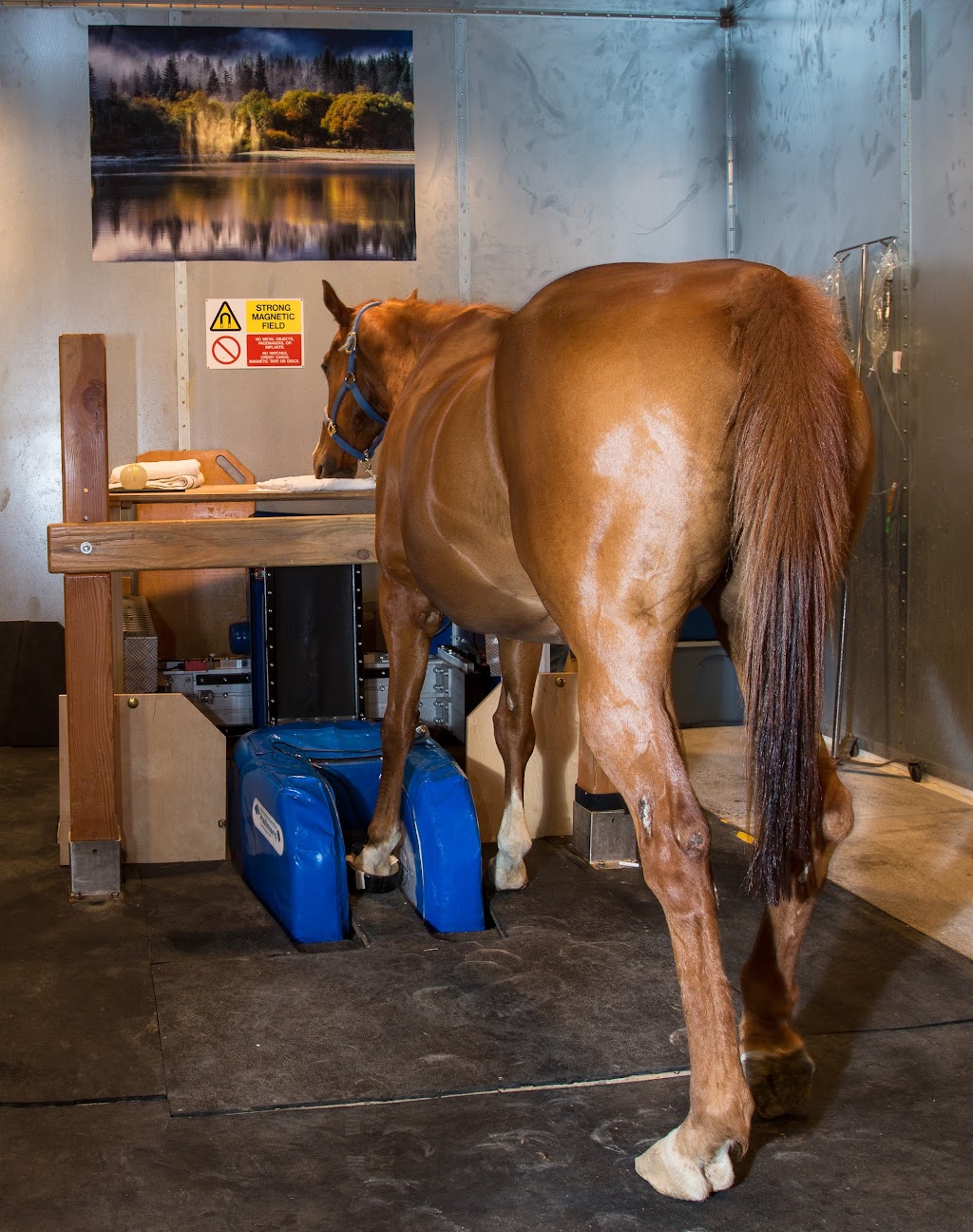 Arizona Equine Medical & Surgical Centre | 1685 S Gilbert Rd, Gilbert, AZ 85295, USA | Phone: (480) 962-6660