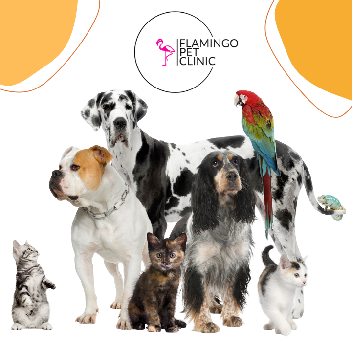 Flamingo Pet Clinic | 2675 E Flamingo Rd Suite 1, Las Vegas, NV 89121, USA | Phone: (702) 734-9761