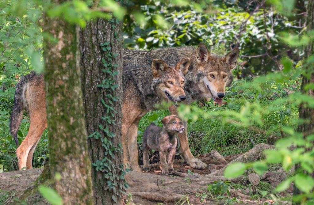 Endangered Wolf Center | 6750 Tyson Valley Rd, Eureka, MO 63025, USA | Phone: (636) 938-5900