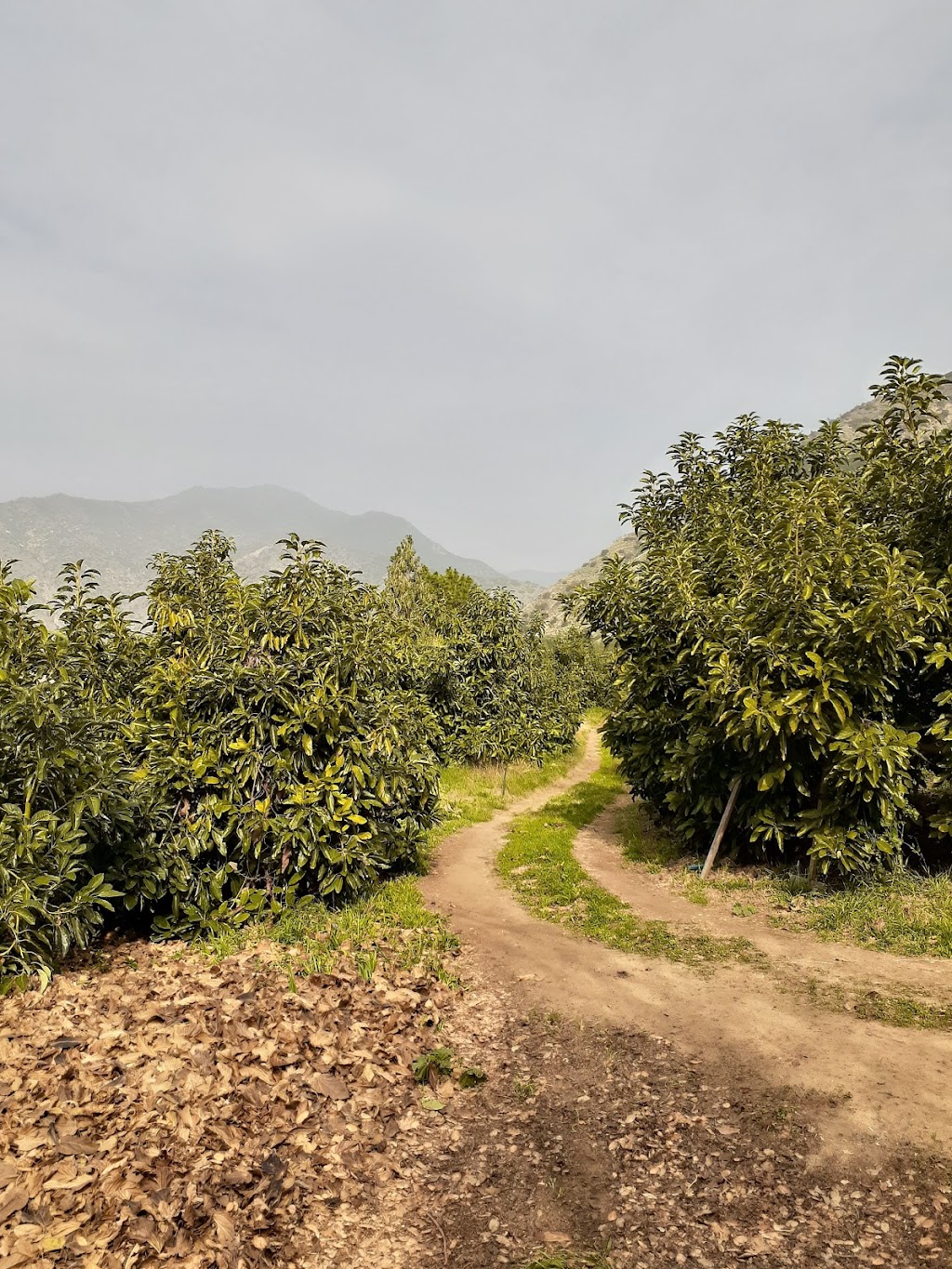 Rancho Vasquez Inc | 1703 Ranch Rd, Azusa, CA 91702, USA | Phone: (626) 334-4340