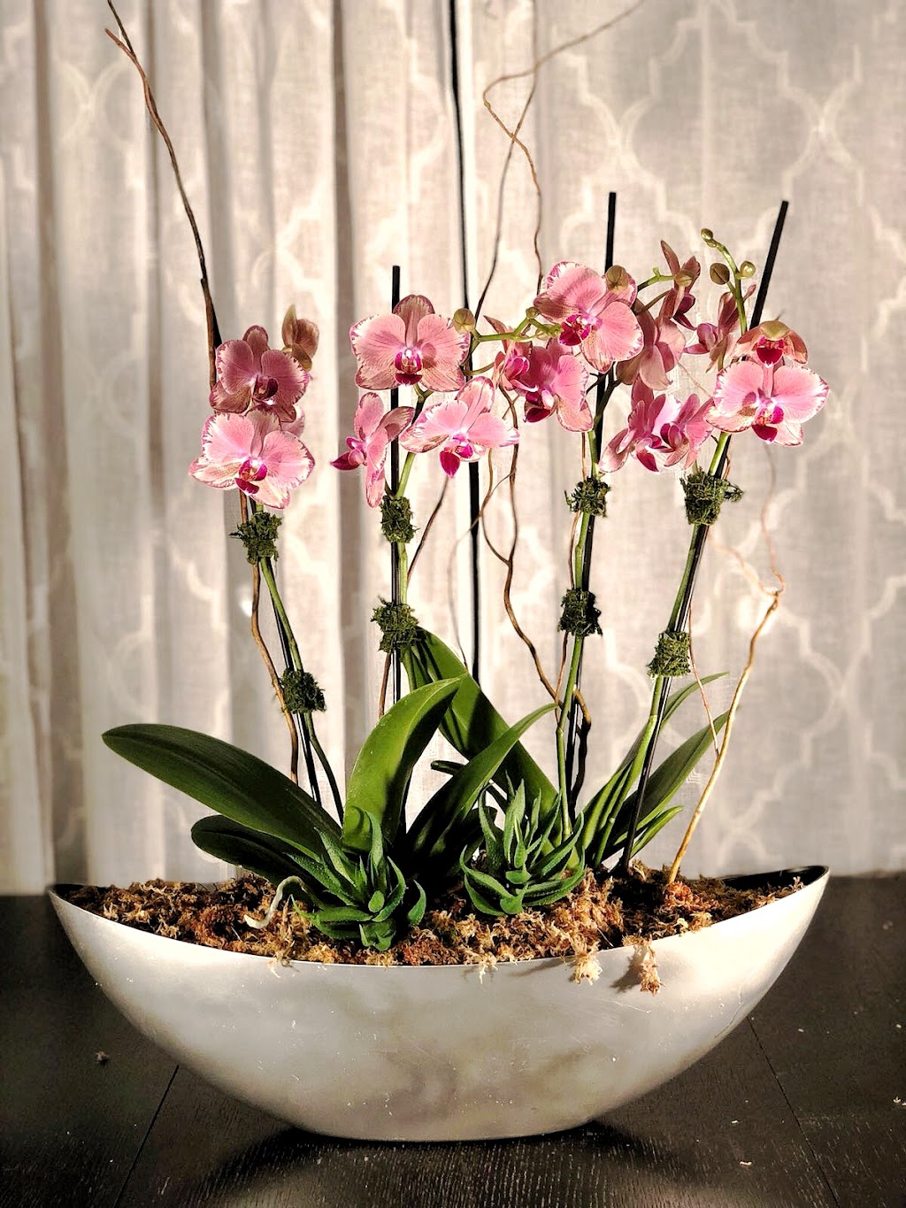 Orchids By Lupe | 8932 SW 228th Ln #1956, Miami, FL 33190, USA | Phone: (786) 385-9205