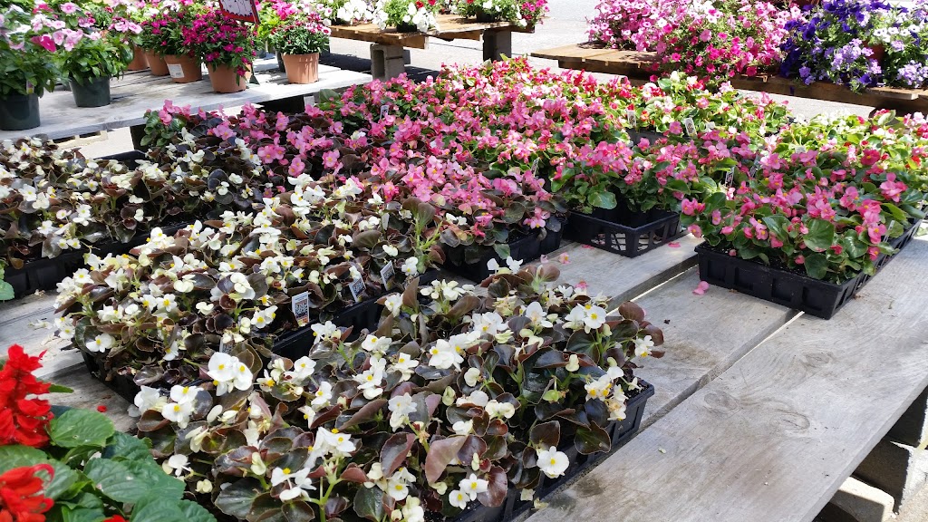 Nessrallas of Avon - Greenhouse and Garden Center | 719 W Main St, Avon, MA 02322, USA | Phone: (508) 587-4229