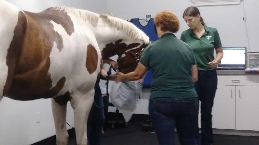 Surgi-Care Center For Horses | 605 E Bloomingdale Ave, Brandon, FL 33511, USA | Phone: (813) 643-7177