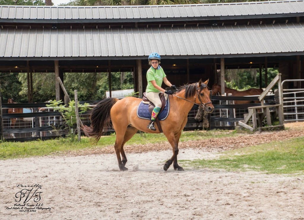 Rockin Horse Farm LLC | 8118 Plathe Rd, New Port Richey, FL 34653, USA | Phone: (727) 514-5261