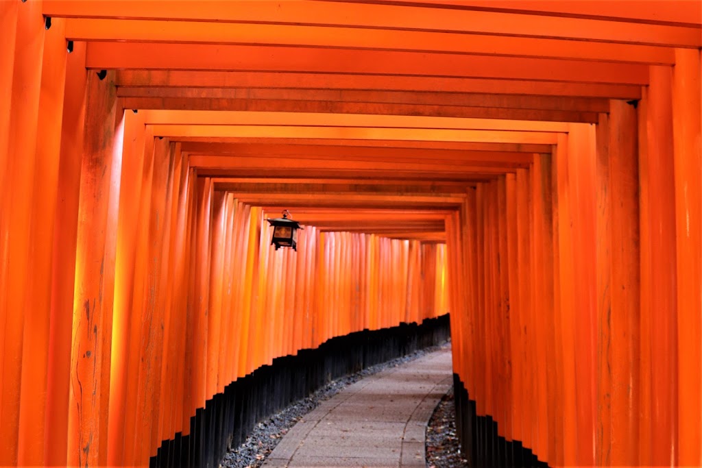 Travelwise Cruise Planners | 3508 Barter St, St Charles, MO 63301, USA | Phone: (314) 413-9616