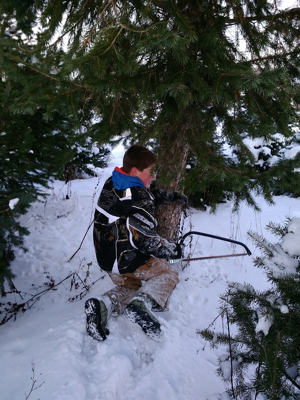 Almeters Tree Farm 2764 Dutch Hollow Rd, Strykersville, NY 14145