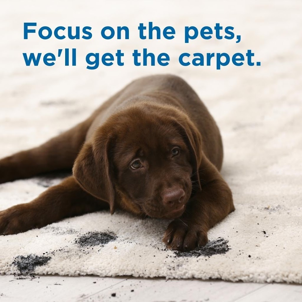 Eco Carpet Pro | 1108 Big Bethel Rd, Hampton, VA 23666, USA | Phone: (757) 809-2228