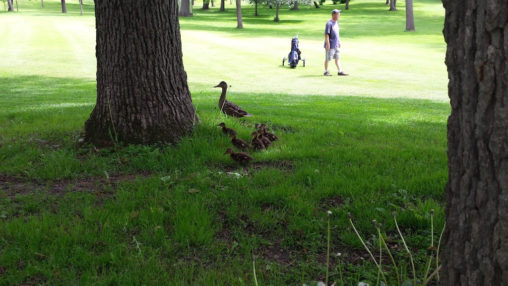 New Hope Village Golf Course | 8130 Bass Lake Rd, New Hope, MN 55428, USA | Phone: (763) 531-5178