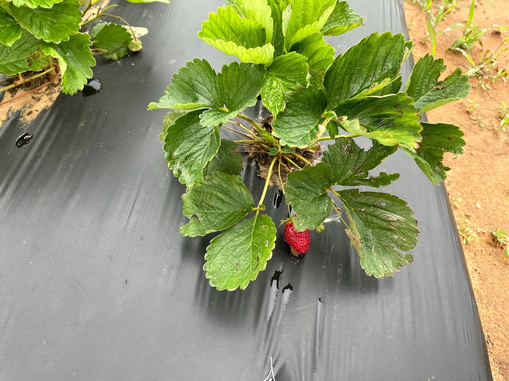 Demases Farm | 496 Co Rd 4756, Boyd, TX 76023, USA | Phone: (940) 577-0203