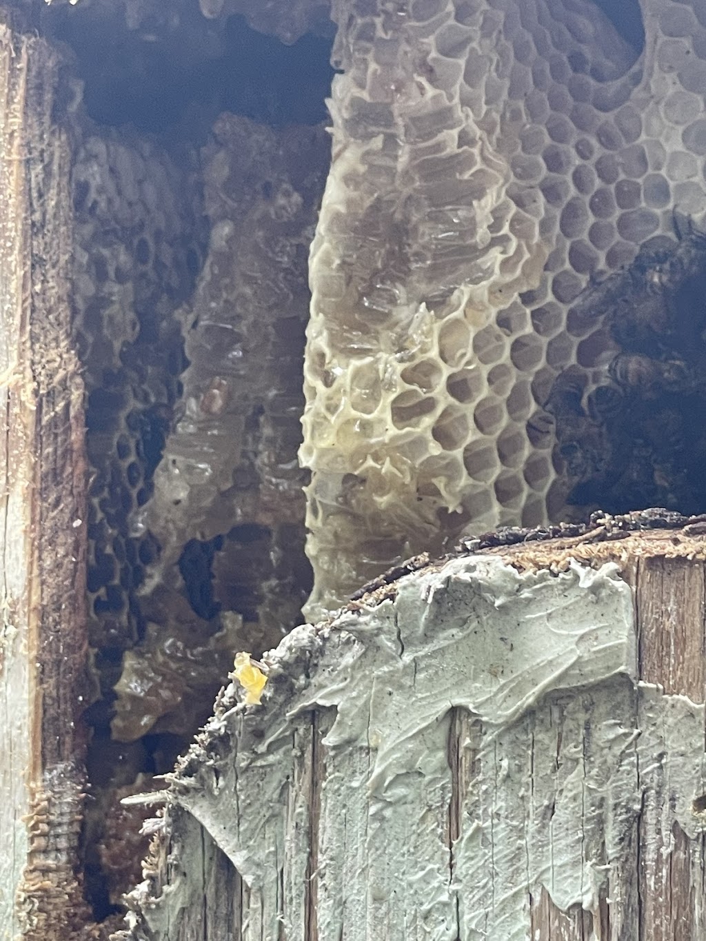 all bees removal | 11415 Earnest Blvd, Davie, FL 33325, USA | Phone: (954) 547-9951